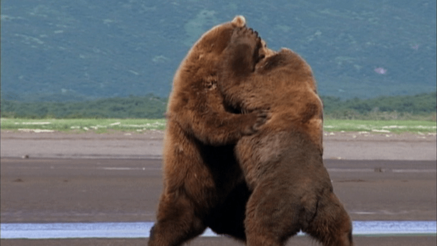 Two bears fighting
