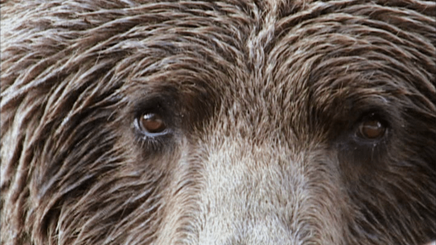 Extreme close-up of a bear's eyes