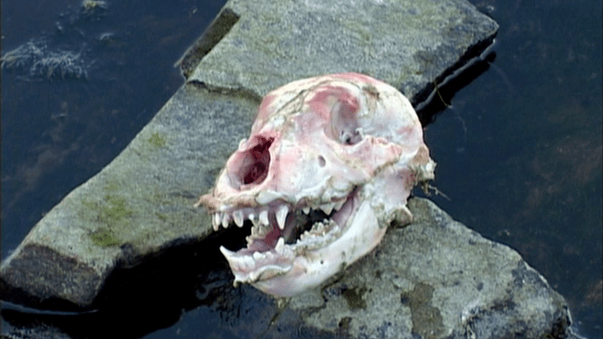 Medium shot of a bear skull