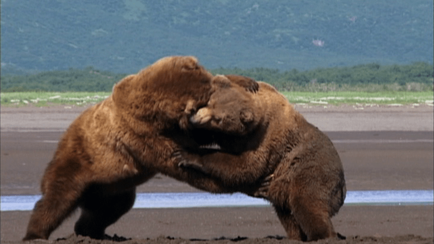 Two bears fighting