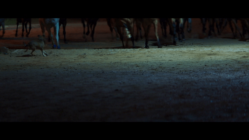 A dog tries to get out of the way of a stampede of horses