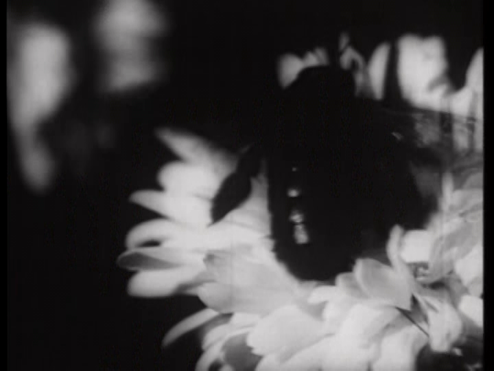 Extreme close-up of a bee gathering pollen from a flower