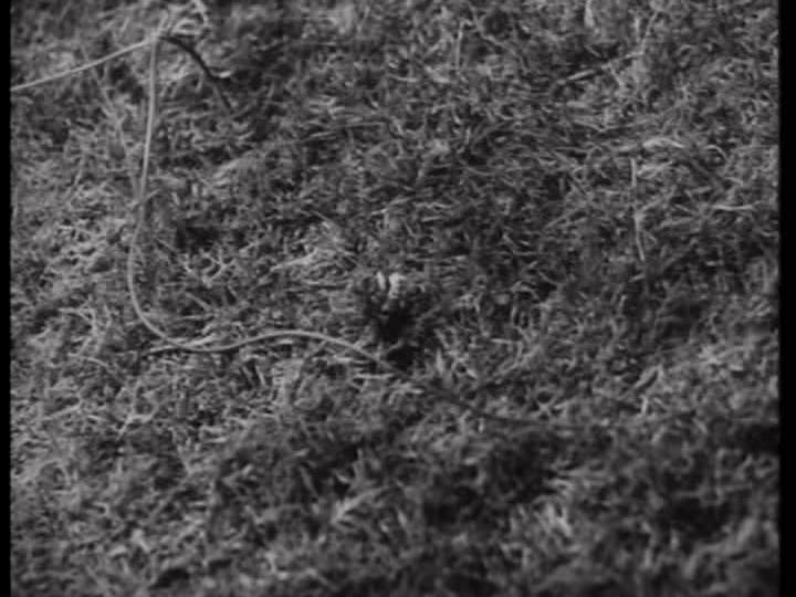 Point of view shot of a bee in the grass