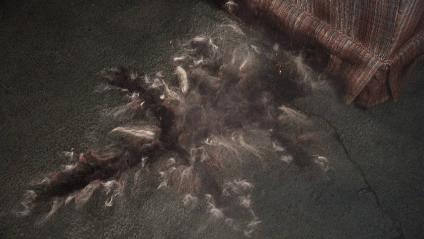 Remains of an electrocuted cat