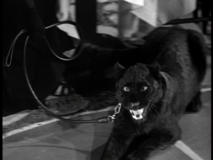 Medium shot of a frightened leopard