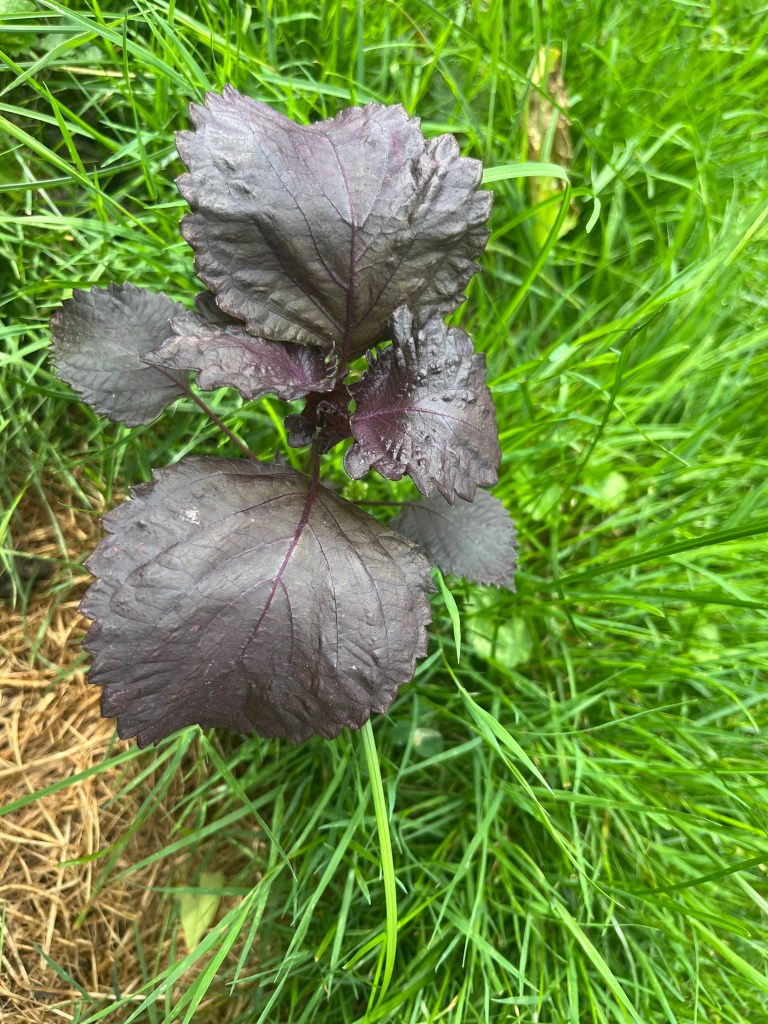 Shiso plant growing wild in middle of our yard