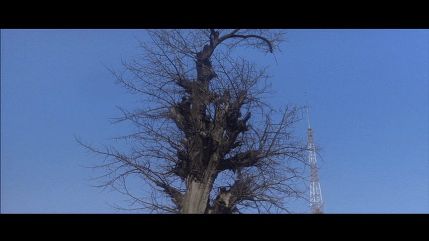 Shot of a tree in front of a blue sky