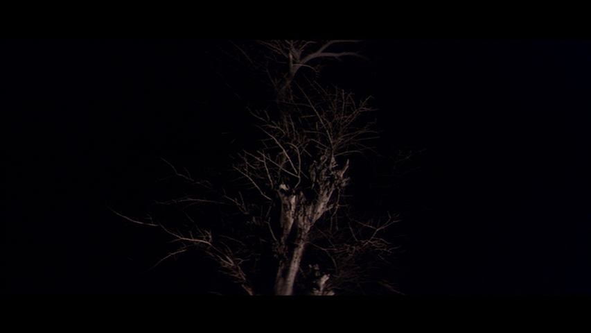 Shot of the same tree in front of a black night sky