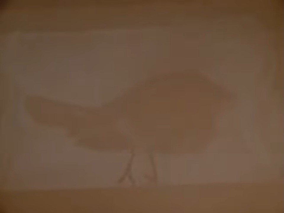 Close-up of the silhouette of a dead bird