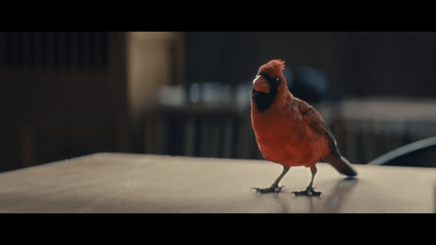 Close up of the cardinal looking back at her