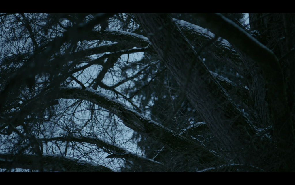 Medium shot of the branches of a ginkgo tree in winter which as gray-blue tones similar to the ones in Piet Mondrian's cubist painting Trees