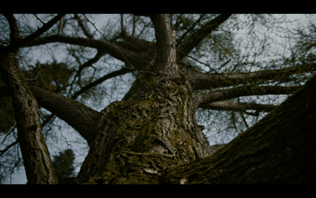Medium low-angle shot of the trunk of the same tree in summer which has similar green tones to the ones used sparingly in Trees