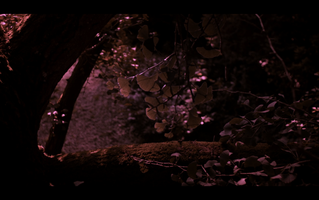 Close-up of the branches of the same gingko bathed in pink light reminiscent of another color used prominently in Trees