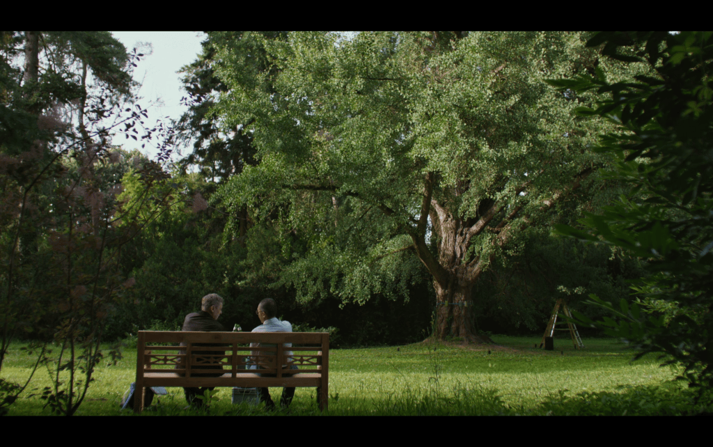 Long shot of two men clinking beer bottles as they sit on a park bench in the foreground in front of a giant ginkgo tree they've just pollinated