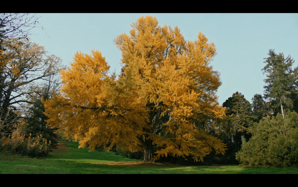 Long shot of the ginkgo in autumn resplendent in yellow leaves that completes this fragmented reconstruction of the color palette used for Trees