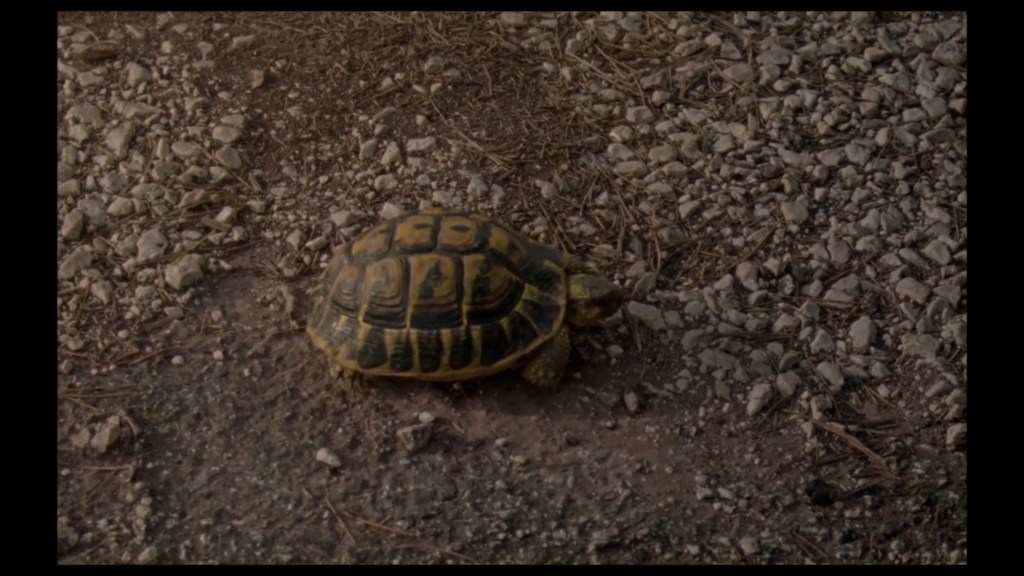 Close-up of a turtle